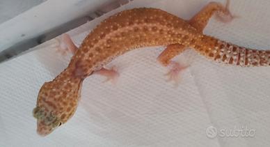 Gechi Leopardini