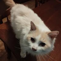 Miciotto sterilizzato