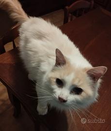 Miciotto sterilizzato