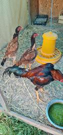 Tris ( gallo piu due galline) di Aseel Turco