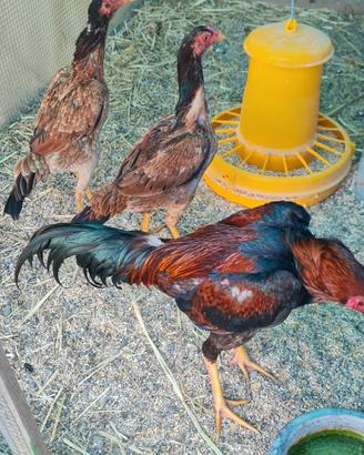 Tris ( gallo piu due galline) di Aseel Turco