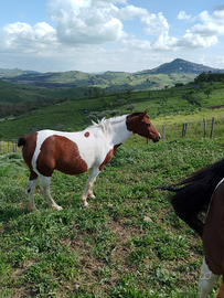 Mezza cavalla pezzata