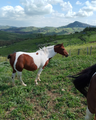 Mezza cavalla pezzata