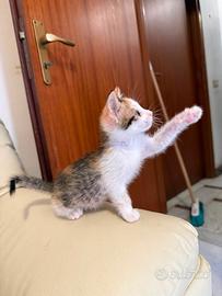 Dolce gattina