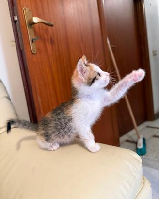 Dolce gattina