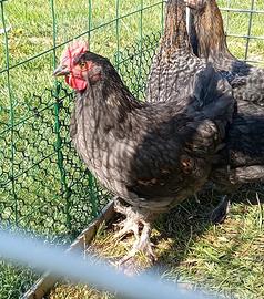 Gallo pulcino marans