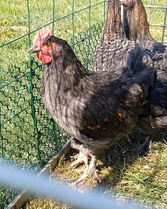Gallo pulcino marans