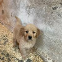 Cuccioli Golden Retriever Pedigree