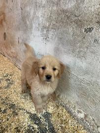 Cuccioli Golden Retriever Pedigree