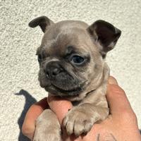Cuccioli di bulldog francese