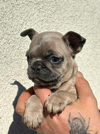 Cuccioli di bulldog francese
