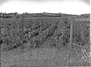 RGE 75/2009 Trib Enna