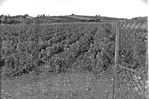 RGE 75/2009 Trib Enna