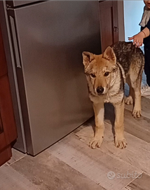 Cane lupo cecoslovacco