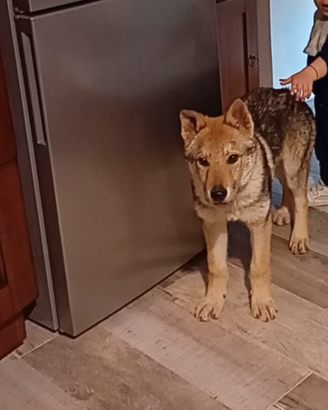 Cane lupo cecoslovacco