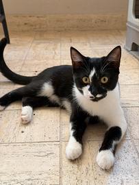 Gattine dolcissime