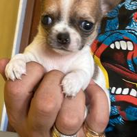 Chihuahua toy