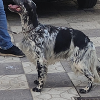 Setter avviato caccia adatto per gare Sant'Uberto