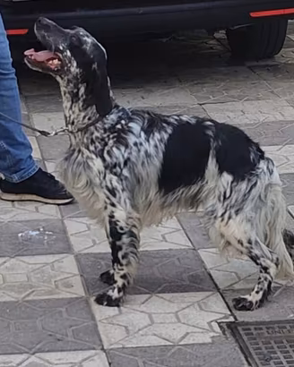 Setter avviato caccia adatto per gare Sant'Uberto