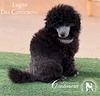 barbone-maschio-toy-grigio