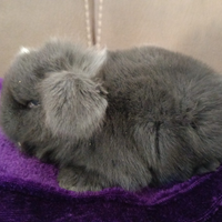 Mini Lop conigli nani