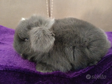 Mini Lop conigli nani