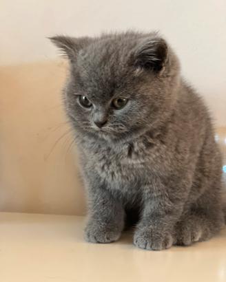 British Shorthair manto blu femmina cucciolo