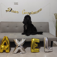 Cocker spaniel vorrebbe fidanzatina