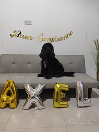 Cocker spaniel vorrebbe fidanzatina