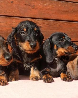 Cucciolo bassotto tedesco taglia nana