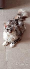Maine Coon cuccioli con pedigree
