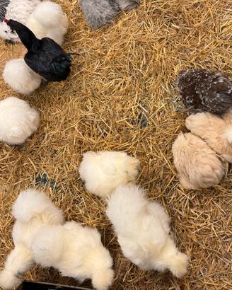 Galli e galline