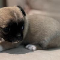 Cucciola Chihuahuha pelo corto