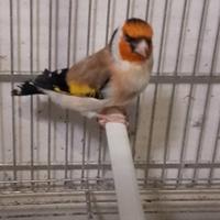 Cardellinio Mayor angestrale