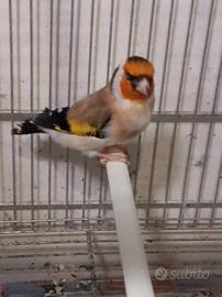 Cardellinio Mayor angestrale