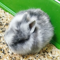 Coniglietto nano testa di leone