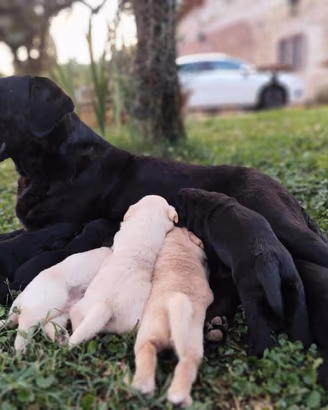 Splendidi cuccioli di Labrador
