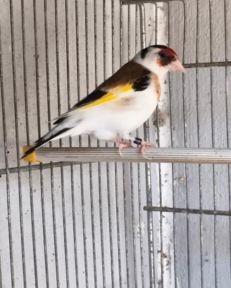 Cardellina pezzata