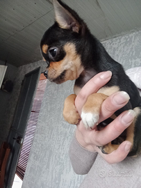 Chihuahua