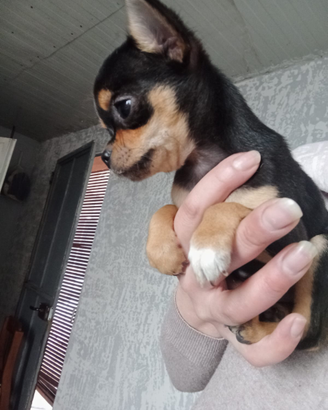 Chihuahua