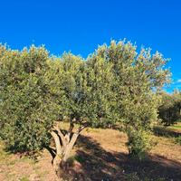 PIANTA ULIVO VENTENNALE