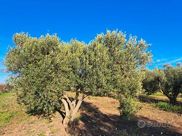PIANTA ULIVO VENTENNALE
