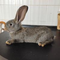 Giganti delle fiandre