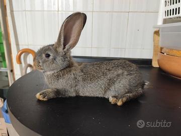 Giganti delle fiandre