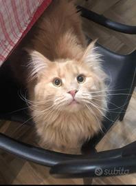 Femmina adulta Maine Coon