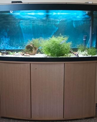acquario