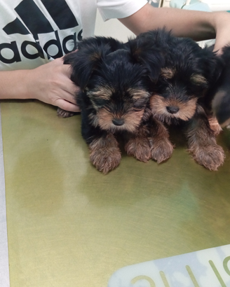 Yorkshire cuccioli