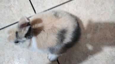 Coniglio maschio gigante