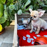 Chihuahua maschietti