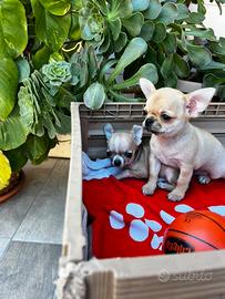 Chihuahua maschietti
